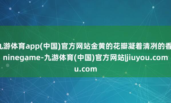 九游体育app(中国)官方网站金黄的花瓣凝着清冽的香-ninegame-九游体育(中国)官方网站|jiuyou.com